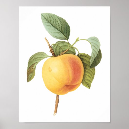 ヴィンテージ フルーツ フード、カルヴィル リンゴのレドゥートによる ポスター (正面)