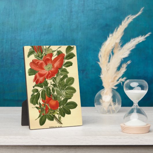 ヴィンテージ フローラル レッド シワシワ ローズ ロサ ルゴサ フォトプラーク (側面)