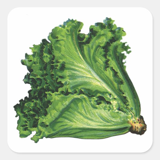 ヴィンテージ フード グリーンリーフレタス 野菜 スクエアシール (正面)