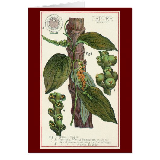ヴィンテージ フード ハーブ スパイス、コショウの木 (正面)