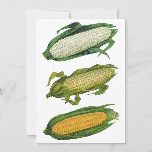 ヴィンテージ フード ヘルシー ベジタブルズ、フレッシュ コーン オン ザ コブ (正面)