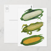 ヴィンテージ フード ヘルシー ベジタブルズ、フレッシュ コーン オン ザ コブ ポストカード (正面/裏面)