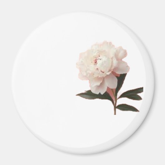 ヴィンテージ ブルッシュピンクの芍薬の花の写真 マグネット (正面)