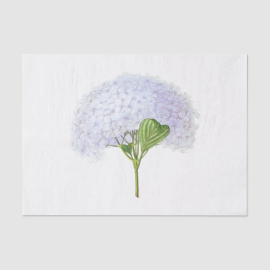 ヴィンテージ ホワイト アジサイ 花 フラワー 薄葉紙 (正面)
