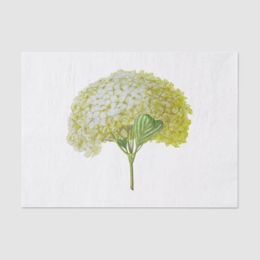 ヴィンテージ ホワイト イエロー アジサイ 花 フローラル 薄葉紙 (正面)