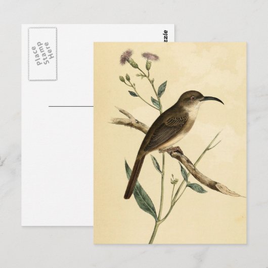 ヴィンテージ ポストカード (正面/裏面)