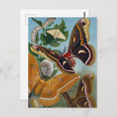 ヴィンテージ ポストカード (正面/裏面)