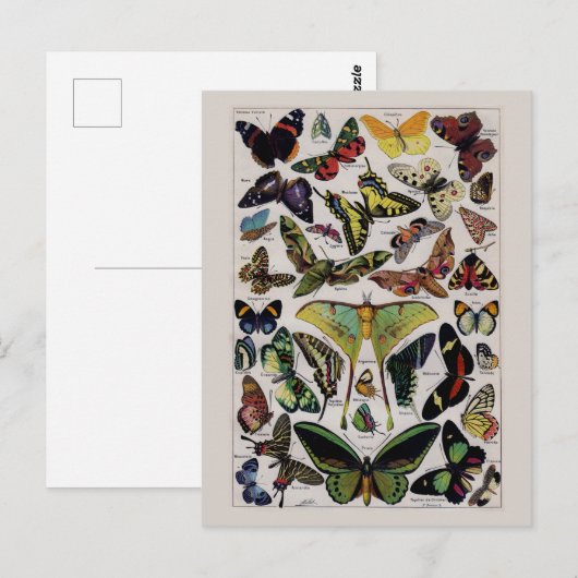 ヴィンテージ ポストカード (正面/裏面)