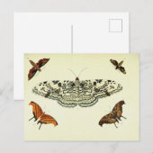 ヴィンテージ ポストカード (正面/裏面)