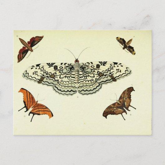 ヴィンテージ ポストカード (正面)