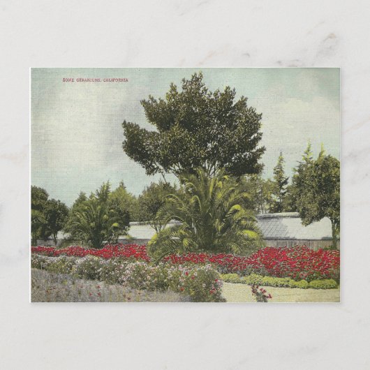 ヴィンテージ ポストカード (正面)