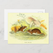 ヴィンテージ – マウスイラストレーション葉書 ポストカード (正面/裏面)