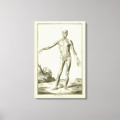 ヴィンテージ・マッスル、デニス・ディドロによる人体解剖学 キャンバスプリント (正面)