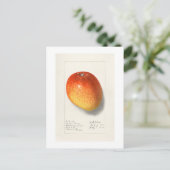 ヴィンテージ「マンゴー」アマンダアルミラニュートン1908 ポストカード (スタンド正面)