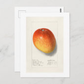 ヴィンテージ「マンゴー」アマンダアルミラニュートン1908 ポストカード (正面/裏面)