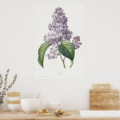 ヴィンテージ ライラックの植物画 スケッチアート ポスター (キッチン)