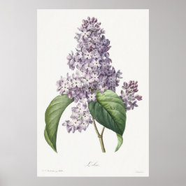 ヴィンテージ ライラックの植物画 スケッチアート ポスター