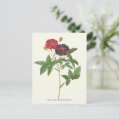ヴィンテージ レッドとパープルのバラの植物画 ポストカード (スタンド正面)