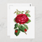 ヴィンテージ レッド ローズとてんとう虫 ポストカード (正面/裏面)