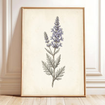 ヴィンテージ ロシアンセージの植物画キャンバス