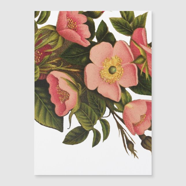 ヴィンテージ ローズ 美しい ピンクの植物画 (正面)