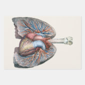 ヴィンテージ 人体解剖学 肺 心臓 器官 血液 ラッピングペーパーシート (正面)