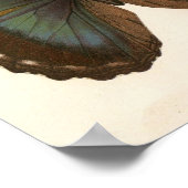 ヴィンテージ – 昆虫 – 蝶形標本 ポスター (角)