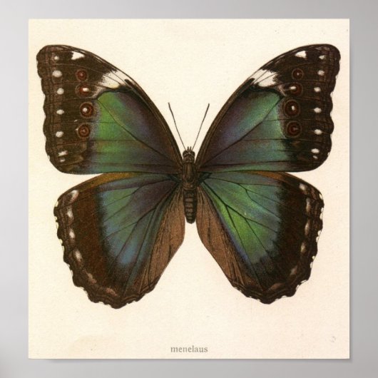 ヴィンテージ – 昆虫 – 蝶形標本 ポスター (正面)