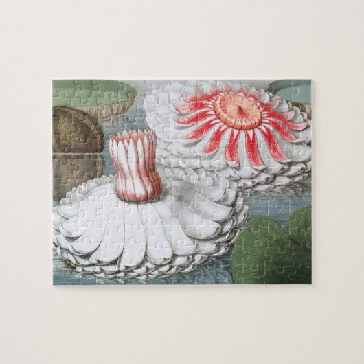 ヴィンテージ《植物》スイレンの花が池に ジグソーパズル (横)