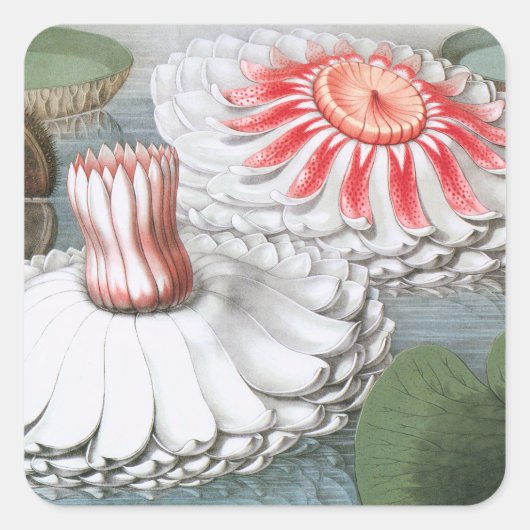 ヴィンテージ《植物》スイレンの花が池に スクエアシール (正面)