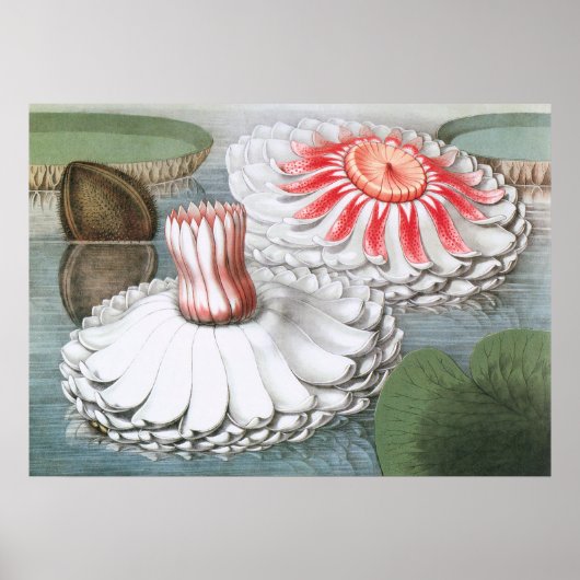 ヴィンテージ《植物》スイレンの花が池に ポスター (正面)