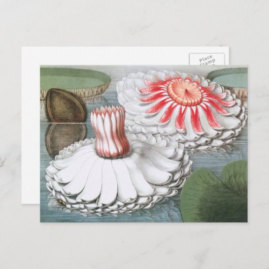 ヴィンテージ《植物》スイレンの花が池に ポストカード (正面/裏面)