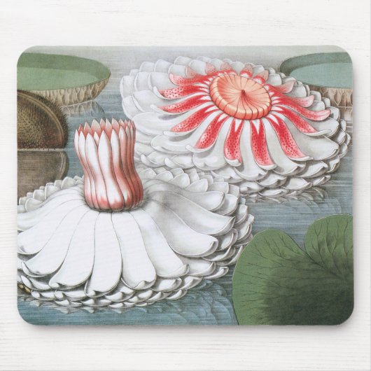 ヴィンテージ《植物》スイレンの花が池に マウスパッド (正面)