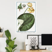 ヴィンテージ《植物》スイレンイラストレーション ポスター (ホームオフィス)