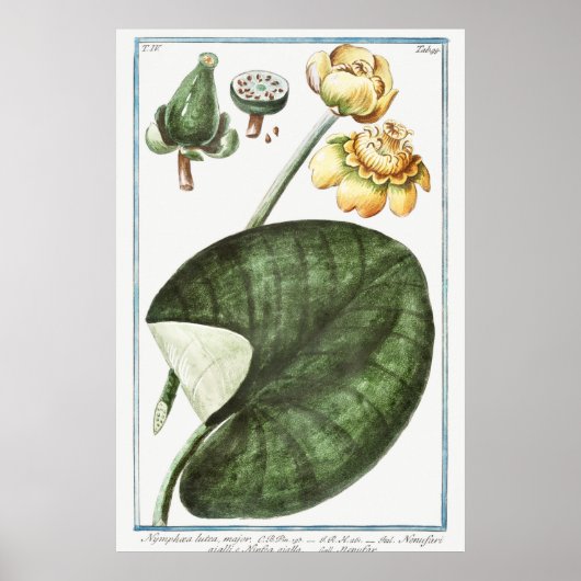 ヴィンテージ《植物》スイレンイラストレーション ポスター (正面)