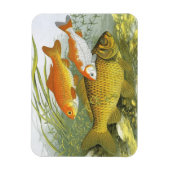 ヴィンテージ 水生 金魚 コイ 魚, 海洋 生物 マグネット (縦)
