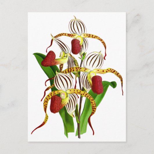 ヴィンテージ 白い 赤い 洋蘭の花 ポストカード (正面)