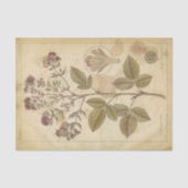 ヴィンテージ 科学的植物標本館 植物学 薄葉紙 (正面)