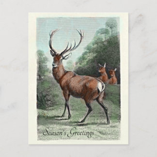 ヴィンテージ 赤鹿の雄 彩色 季節のご挨 ポストカード