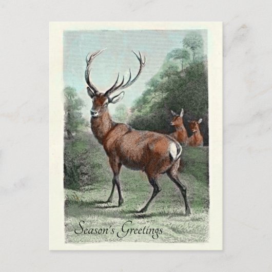 ヴィンテージ 赤鹿の雄 彩色 季節のご挨 ポストカード (正面)