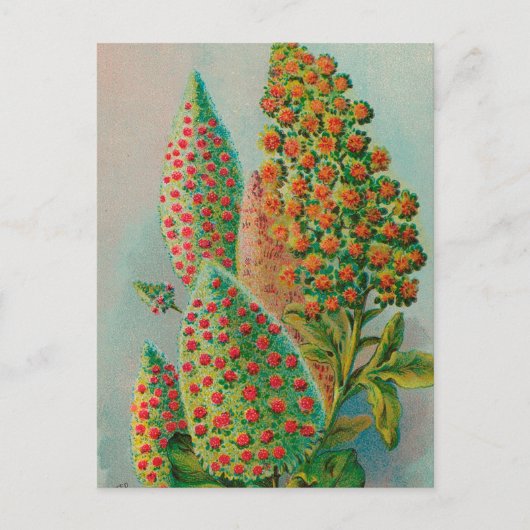 ヴィンテージ：農広告業 –  ポストカード (正面)