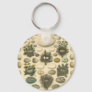 ヴィンテージ　野鳥の卵・巣のアート　自然史画 キーホルダー