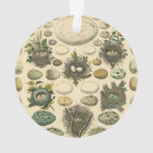 ヴィンテージ 鳥の卵の巣のアート絵画 自然史 オーナメント (裏面)