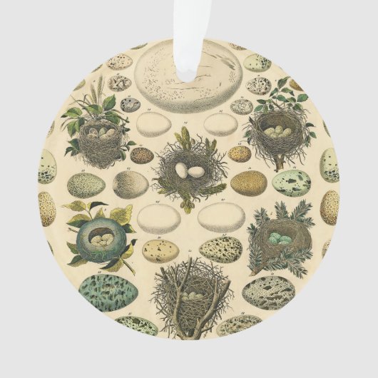 ヴィンテージ 鳥の卵の巣のアート絵画 自然史 オーナメント (正面)