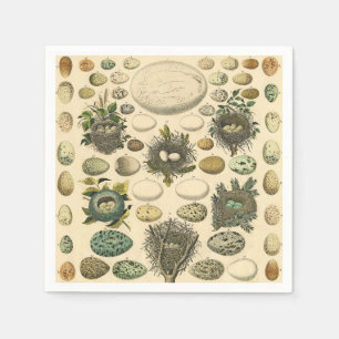 ヴィンテージ　鳥の卵の巣のアート絵画　自然史 スタンダードカクテルナプキン