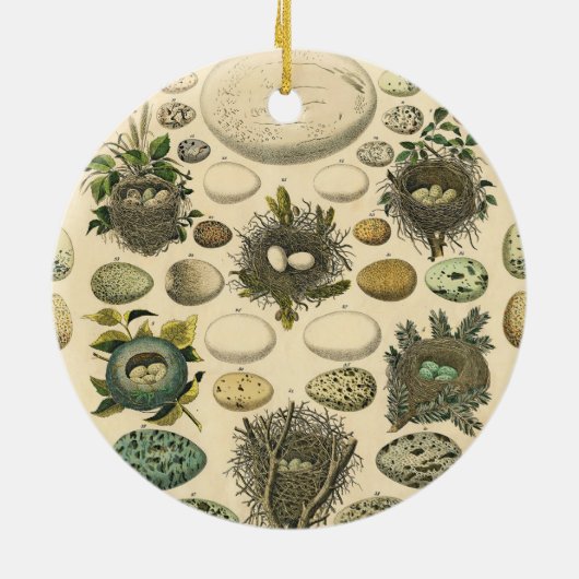 ヴィンテージ　鳥の卵の巣のアート絵画　自然史 セラミックオーナメント (裏面)