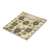 ヴィンテージ 鳥の卵の巣のアート絵画 自然史 タイル (側面)