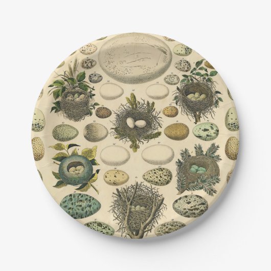 ヴィンテージ　鳥の卵の巣のアート絵画　自然史 ペーパープレート (正面)