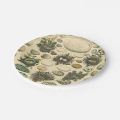 ヴィンテージ　鳥の卵の巣のアート絵画　自然史 ペーパープレート (アングル)