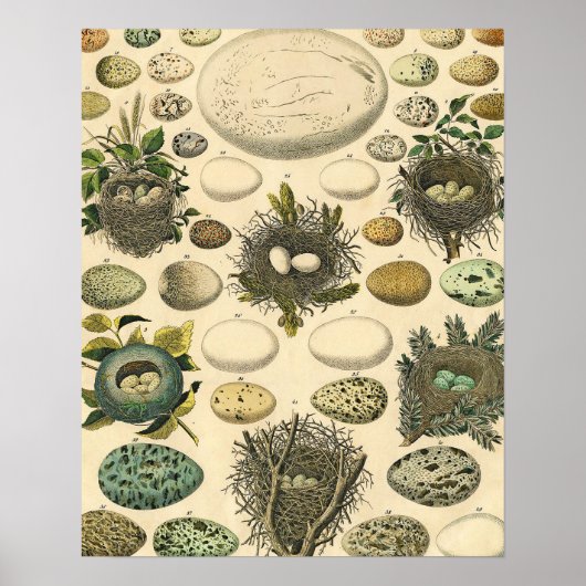 ヴィンテージ　鳥の卵の巣のアート絵画　自然史 ポスター (正面)